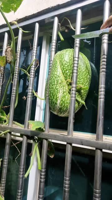 站在窗户前吃瓜,闲话家常