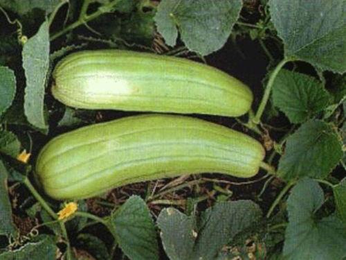 秋天吃的瓜,秋季时令瓜果的美食之旅