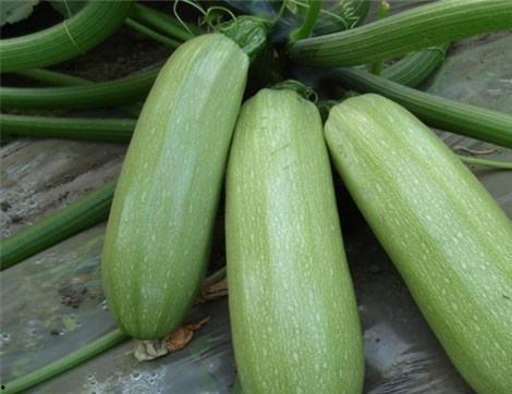 小瓜吃有什么好处,营养丰富的健康美食，吃出健康好生活