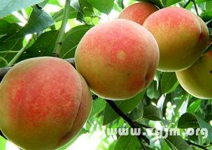 梦见吃瓜摘桃,瓜果飘香，桃李满园