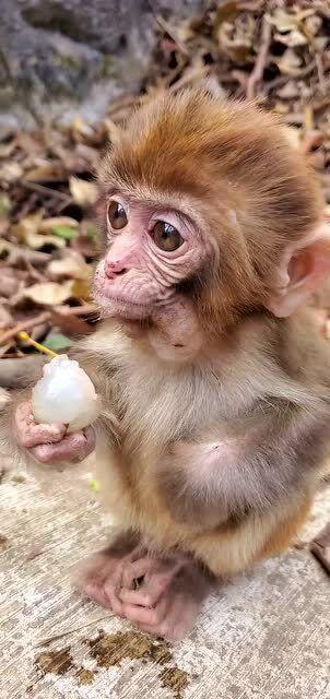 吃哈密瓜吃的像个猴子,品尝美味，变身猴王风采