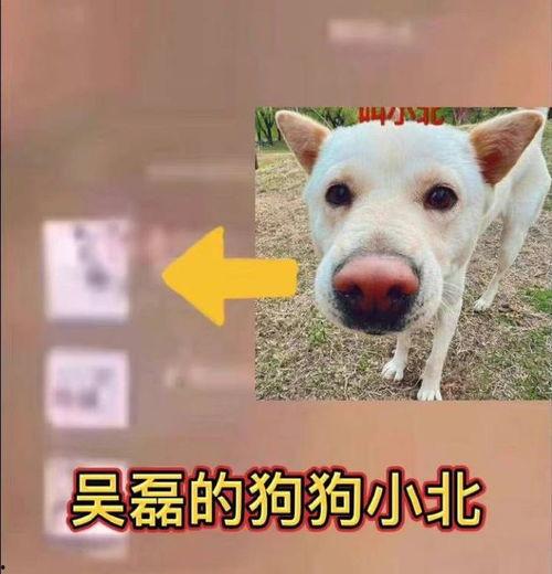 小白狗吃瓜头像,吃瓜头像背后的温馨故事