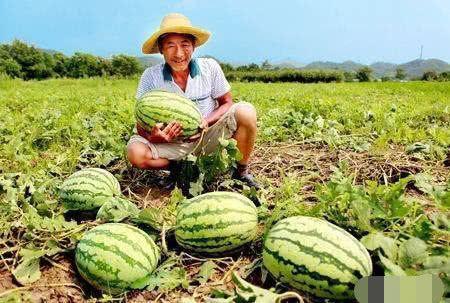 梨园路吃瓜视频,揭秘娱乐圈幕后故事