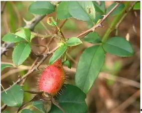 灵子吃瓜日记,揭秘娱乐圈幕后故事