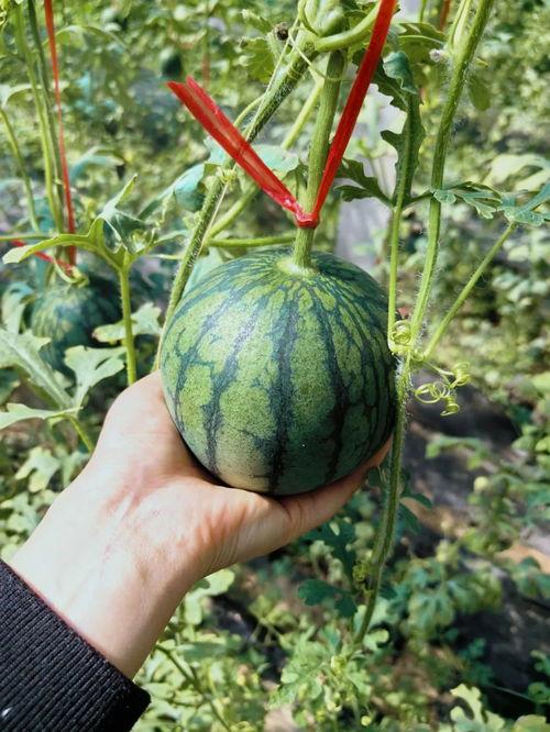 吃瓜卷,揭秘娱乐圈的甜蜜与苦涩