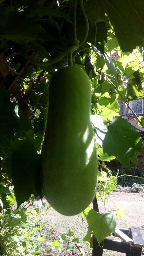 大学生专业吃瓜,大学生们的独特“瓜”文化解析