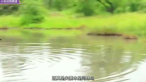 岸边吃瓜群众,揭秘热门事件背后的真相与笑料