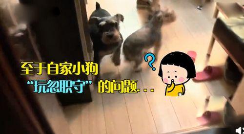 看戏吃瓜遛狗视频大全