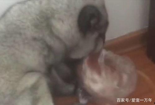 狐狐吃瓜,揭秘娱乐圈背后的秘密与八卦