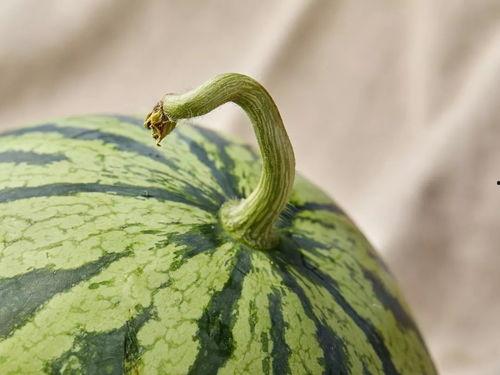 上海吃瓜女士,揭秘都市女性的生活态度与美食追求