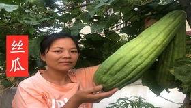 平时在哪吃瓜,揭秘日常“吃瓜”背后的故事与趣味